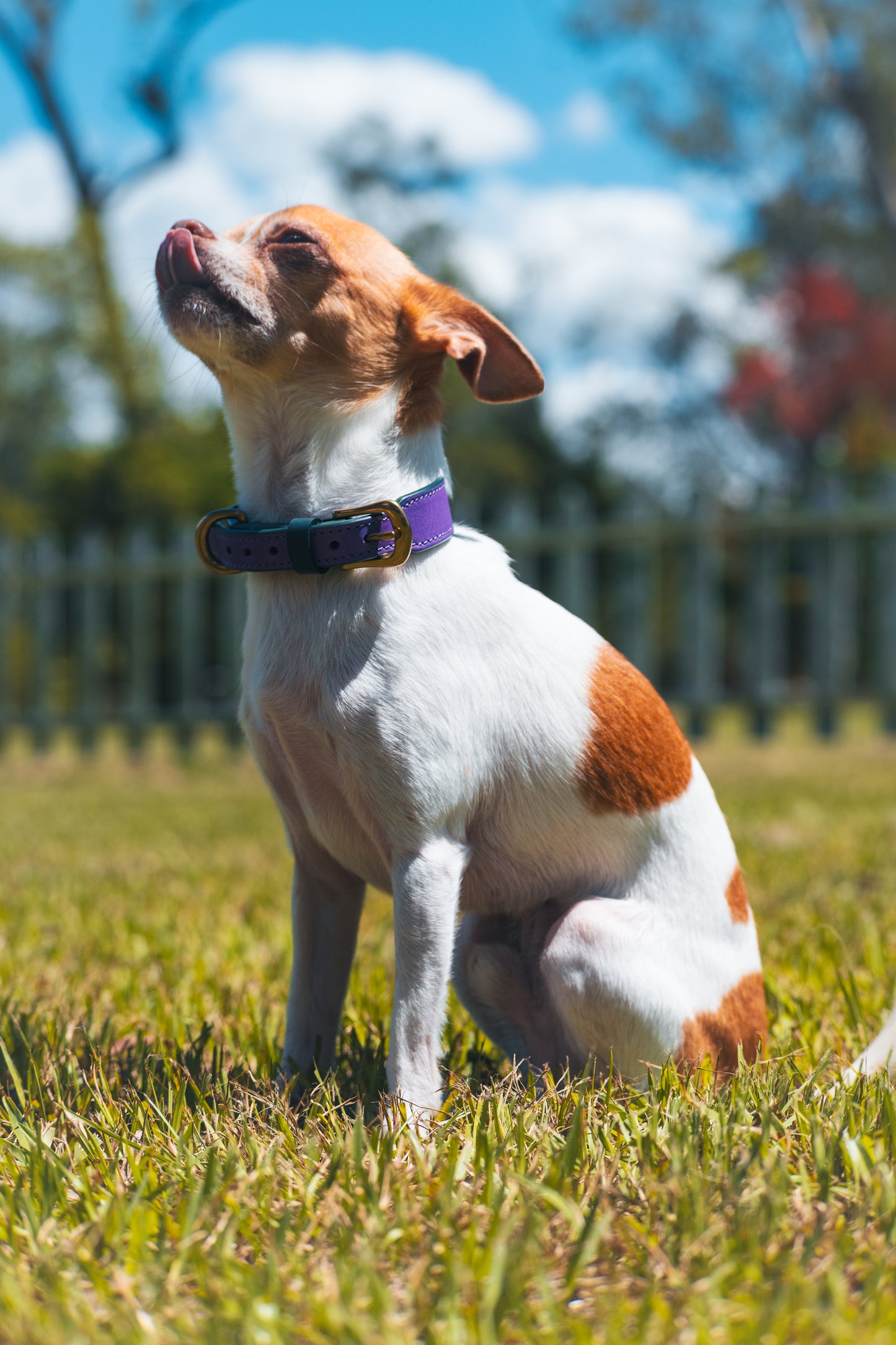 Italian Leather Dog Collar Blue