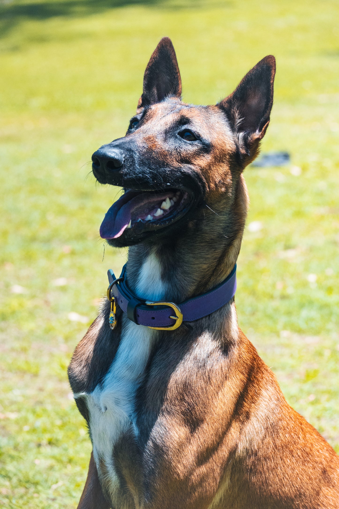 Italian Leather Dog Collar Blue